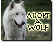 Adopt a Wolf