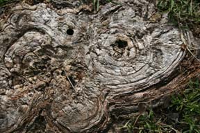 Tree Stump