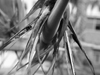 plantmini