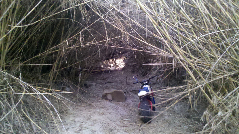 bamboo tunnel